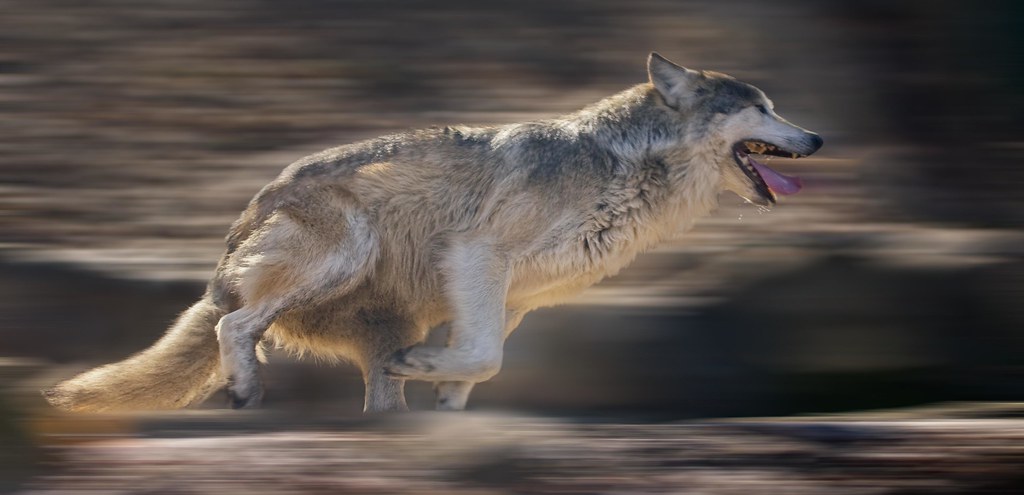 Running wolf image