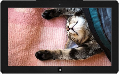 Tired kitten downloading on different Windows versions