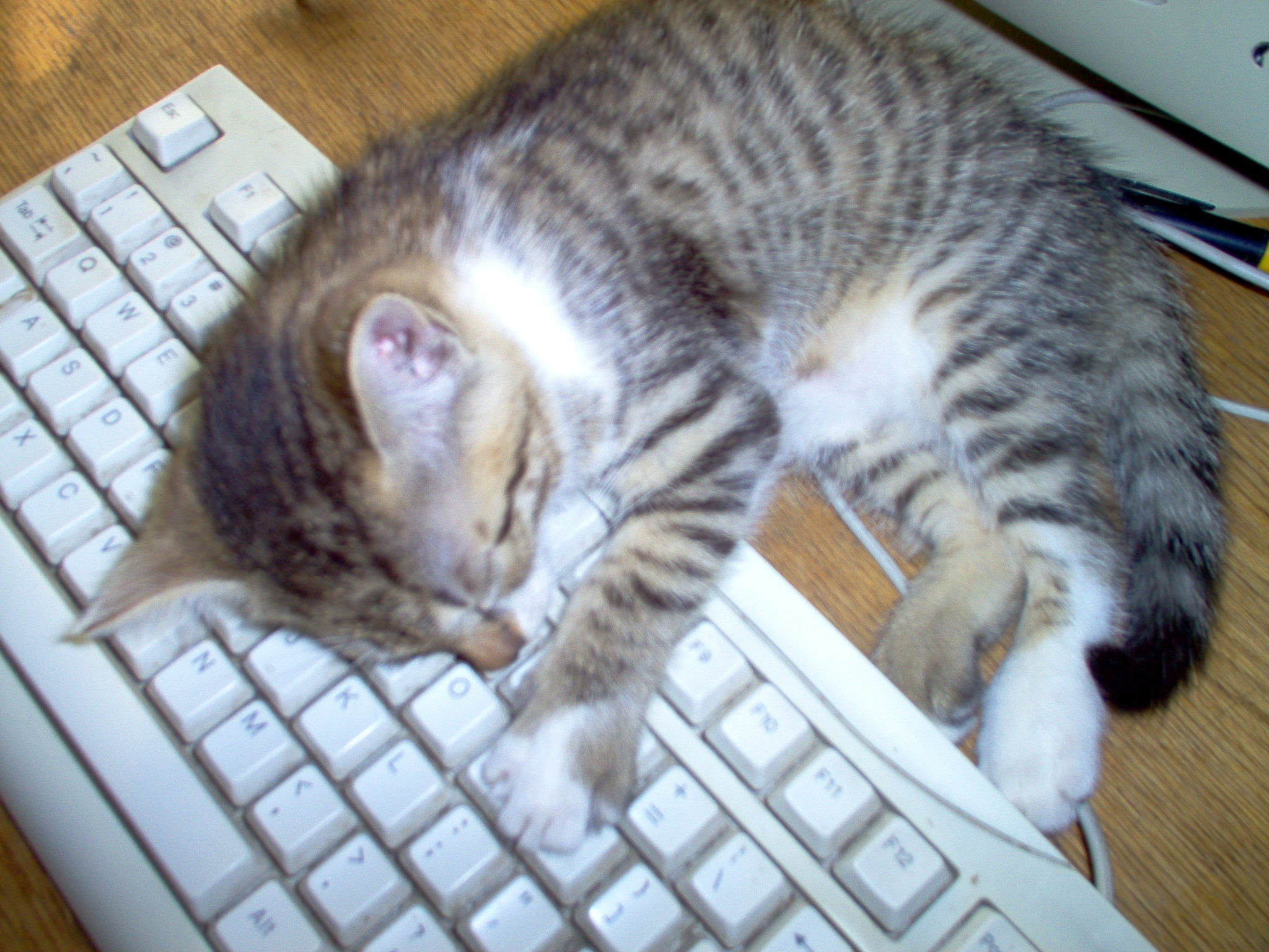 Tired kitten sleeping on a computer keyboard