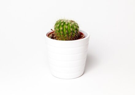 echo pot smart cooker