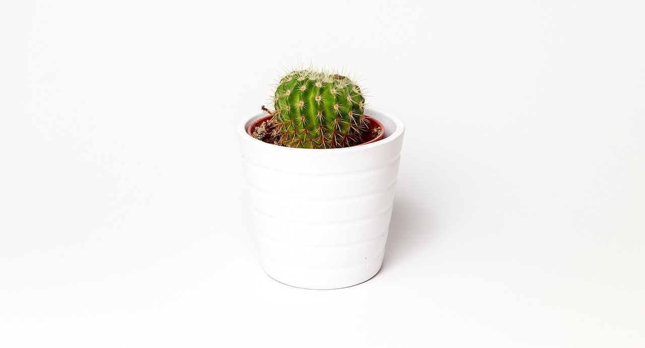 Echo Pot Smart Cooker Price: Your 2026 Buying Guide