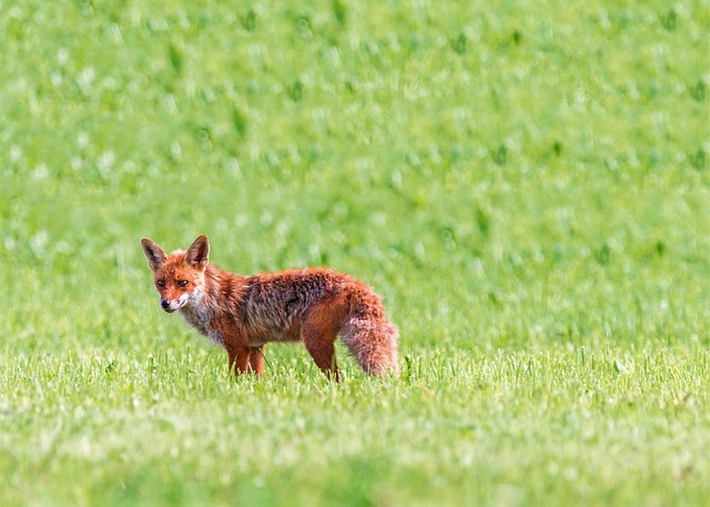 Appreciating Foxes Responsibly: Safety and Conservation in 2026