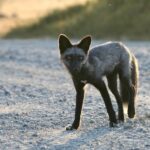 cute fox kit
