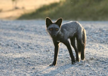 cute fox kit