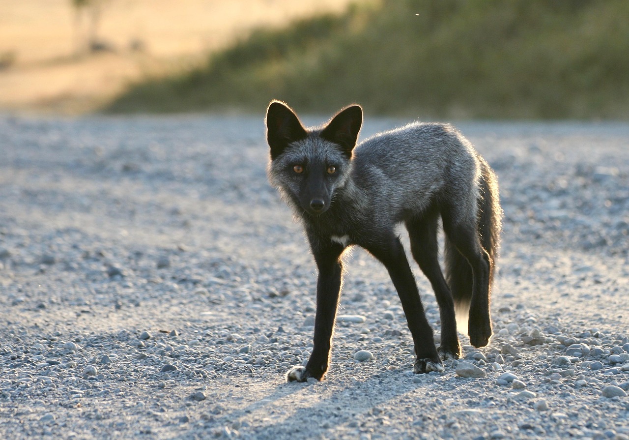 The Adorable World of Cute Foxes: A Guide