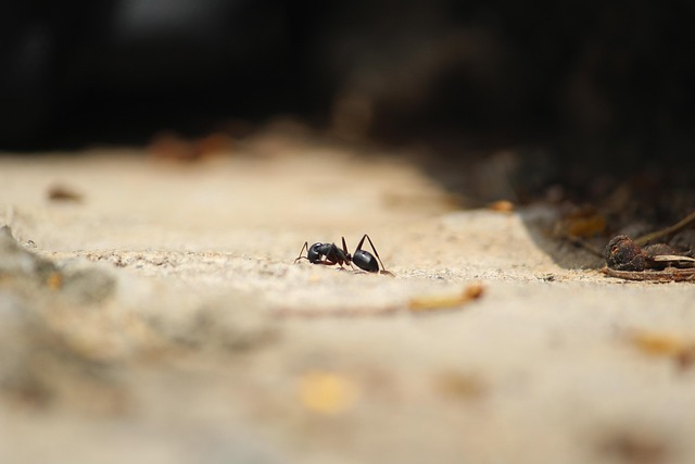 Diagram showing common ant entry points into a home