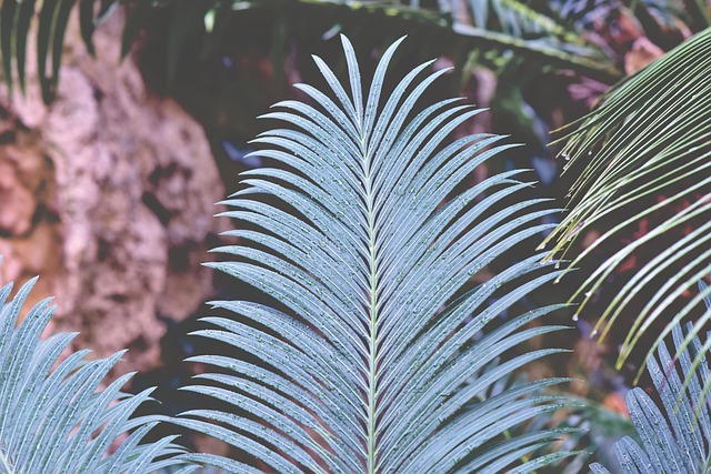 The Silver Fern: Symbolism and Significance