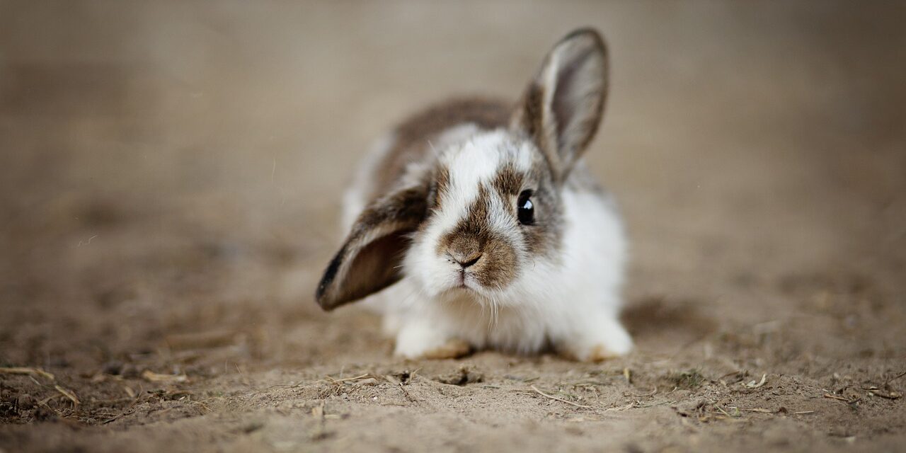 playboy bunny logo