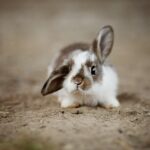 playboy bunny logo