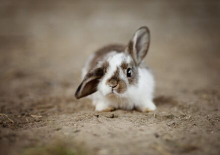 playboy bunny logo