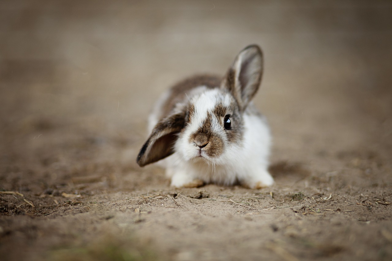 The Playboy Bunny Logo: History, Meaning & Evolution